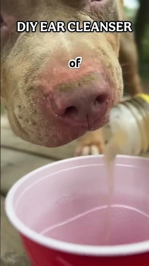 Easy DIY Ear Wash for Yeast Infection In Your Dog’s Ear‼️ #qbnkennel #doghealthtips #dogearinfection