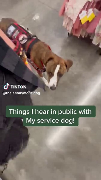 Interacting with My Hearing Alert Service Dog