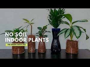 #83 How To Convert Indoor Plants to LECA (Clay Pebbles): A Semi-Hydroponic System | UPDATES