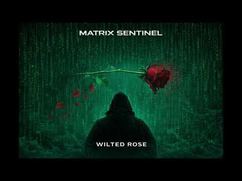Wilted Rose