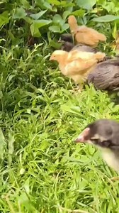 At What Age Can Baby Chicks Go Outside? Chicks, ducklings, and poults are old enough to go outside when they are fully feathered and can adequately regulate their body temperature. This usually occurs around 3-4 weeks of age, depending on breed #farmmanagement #seramachicken #organicfarming #SustainableLiving #gardeninspiration #chicken #chickenfarming #reelsviralシ | Cyan & Jiyah Free Range Chicken
