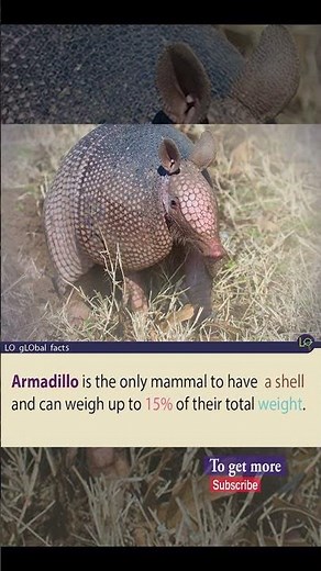 Armadillo Anatomy: Understanding Nature's Bulletproof Design #armadillo #mammal #wildlife