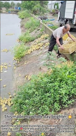 Ducklings first swim in their pool 🦆💦