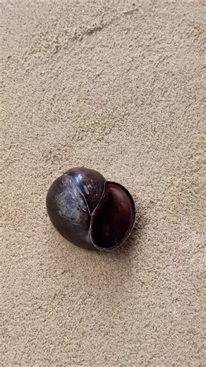 Casting Aluminum at Home: Snail Shell Project