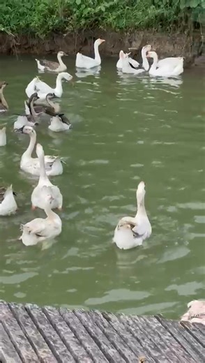 Goose farming in Colombo Kahathuduwa 0772861111 | Capital Farm