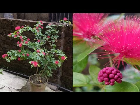 how to grow powderpuff flower plant for seeds/fairy duster seedling/