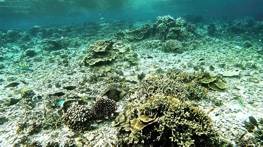 Exploring Underwater Wonders in Raja Ampat, Indonesia