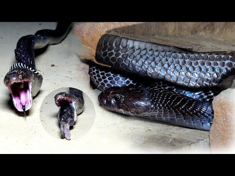 Black Indian Cobra Snake Rescue Operation in the Village Area 😱