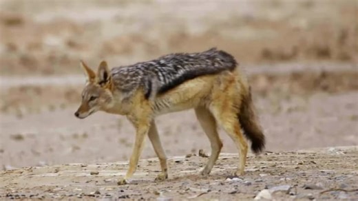 Africa River Wild S01:E03 - Hoanib River