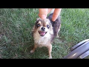 Happy Angry Chihuahua - Part2
