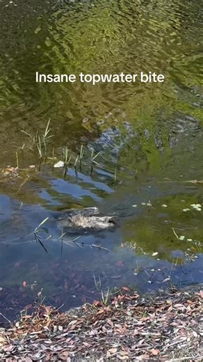 Insane Topwater Bite: Was That a Musky?