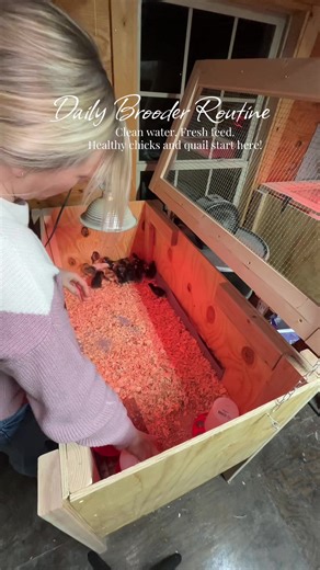 Essential Daily Care for Healthy Chicks and Quail