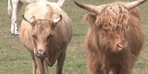 Florida Department of Agriculture accepting applications for it’s Rural and Family Lands Protection Program