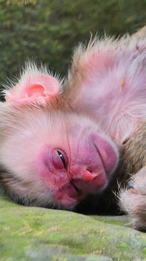 1.3K views · 25 reactions | Tnny baby can't find only milk #wildlife #monkey #video #cutebabymonkey #babymonkeycry #newbornbaby | BB Monkey Lucie | Facebook