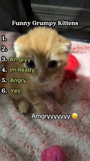 Funny Grumpy Kittens #cats #top #shorts
