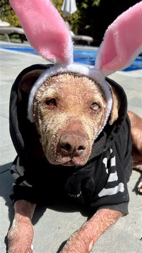 857K views · 42K reactions | Blind senior dog who once had a family was found roaming the streets. Our producer Chelsi was moved by her story so we sent her on a shopping spree to pick out some new jammies <3 To learn more about adopting Bailey, apply here: thedo.do/adoptbailey. To learn more about Wags and Walks follow them on Instagram: thedo.do/wagsandwalks | The Dodo | Facebook