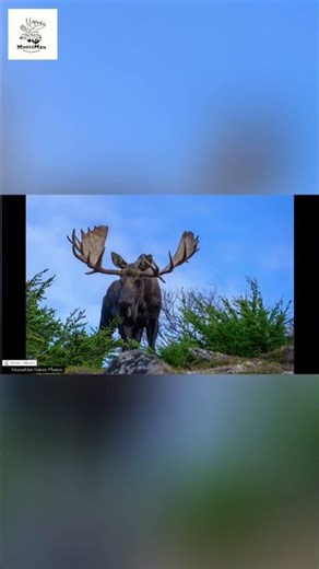 Majestic Moose Moments A Nature's 2020 Recap! #wildlife #alaska #moose