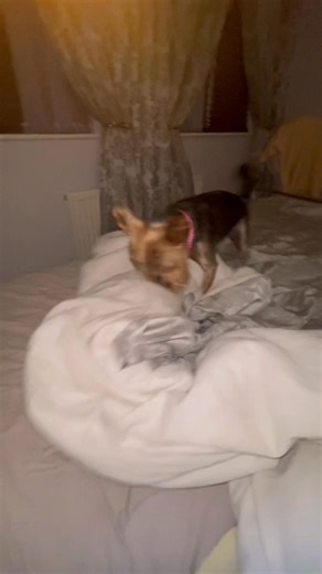 56 reactions · 4 comments | #yorkie #rescuedog #yorkies | Zizi The Yorkie | Facebook