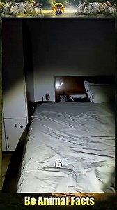 36K views · 723 reactions | Five animals exhibiting unusual behavior without any apparent reason. #shorts #Wildlife #wildlifeplanet #animals | Be Animal Facts | Facebook