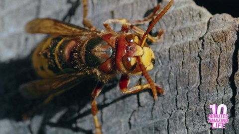 Hornets revealed a rare moment at their nest
