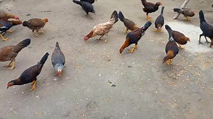 Criadero de Gallos en Ecuador: Calidad y Variedad
