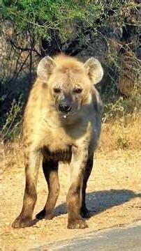 ¡American Pitbull vs Hiena! #americanpitbull #vs #hiena #animalessalvajes