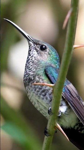 Bird Compilations:Beautiful Birds:The Most Stunning birds #shorts #birds #bird #birdlovers #nature
