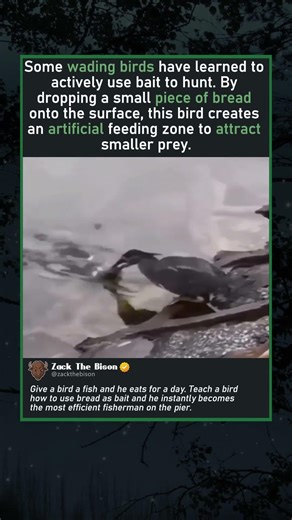 TEACH A BIRD TO FISH