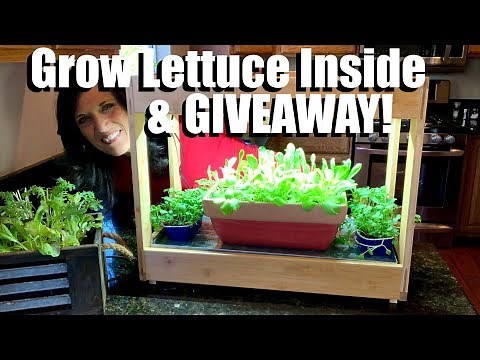 How to Grow Lettuce Indoors in the Winter // Indoor Garden Series 🌱