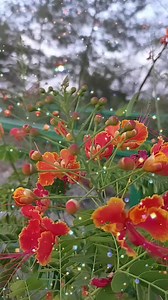 33 reactions · 7 comments | Pure Beauty Tv on Reels | Facebook