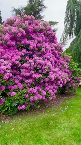 59K views · 6.1K reactions | This is a very huge rhododendron at the park near us. Here in Washington, there are so many gorgeous and different colors rhododendrons. What about in your state/country? I think it won’t grow in warm places | The Garden of Eden | Facebook