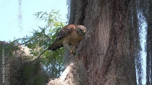 Red-shouldered Hawk Feeds on Caterpillar in Florida Wetlands