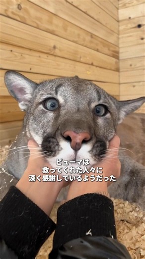 伴侶を救うため、人間に助けを求めたピューマ