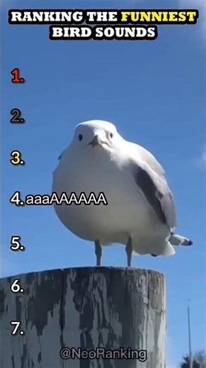 Ranking the funniest bird sounds🕊️🐦😂(Part-1)