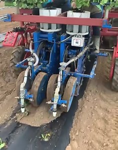 Courgette 🥒 planting going along nicely, fingers crossed we don’t get anymore overnight frosts 🧊 Grown in Cornwall to feed you all | Southern England Farms