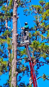 180K views · 870 reactions | Felling 280m tall pine tree with crane | Madden Fuller | Facebook