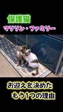 保護猫 マリリンファミリーをお迎えしたもう1つの理由