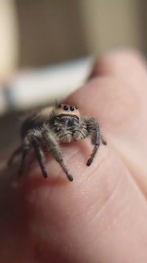 Gretel facts #jumpingspider #bugsoftiktok #cute #animalfacts #petspider #fyp