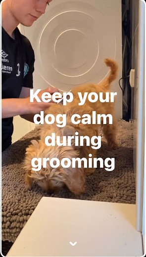 How to keep your dog calm during grooming by @Vilja The Cockapoo. Follow for more tips! #doggrooming #doggroomingtips #doggroominglife #petgrooming #doggroomer #petgroomer | EliteTrim - Professional Pet Grooming Tools