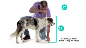 Petmate Ruffmaxx Dog Kennel Plastic 360° Ventilated Travel Pet Carrier, Large 36" Dog Crate for Dogs 50-70 lb, Camouflage