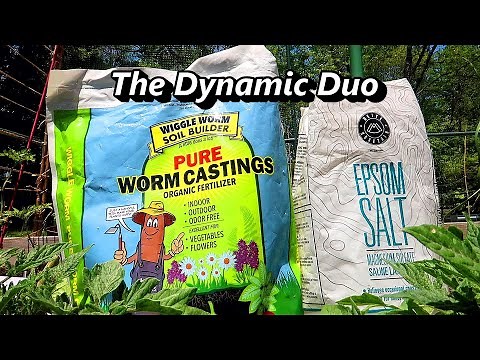 Sweeter and Healthier Tomato Plants Using Worm Castings and Epsom Salt for your Raised Garden Bed