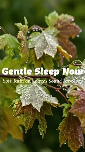Gentle Sleep Now | Soft Rain on Leaves Sound for Sleep #nature #rainoundforsleep #relax #rain