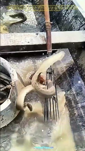 L'art de la pêche avec un fourche artisanale : Comment attraper le poisson dans les eaux troubles ?