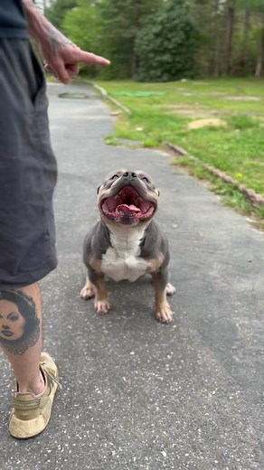 Pocket American Bully Grooming Tips