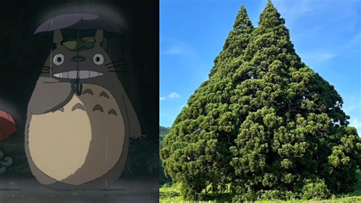 Tourists flock to 1,000-year-old cedar tree resembling Studio Ghibli's Totoro