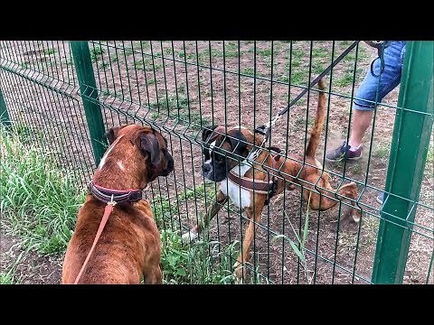 BOXER vs BOXER / Dog attacks / Fighting the boxer dog