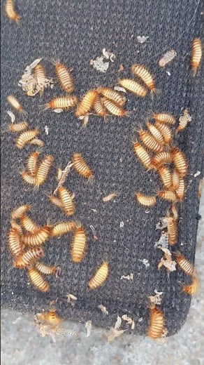 Tiny but mighty: Carpet beetles can cause big damage to your carpets, rugs, and upholstery. 🐛
