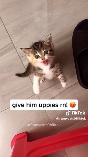 Hilarious Kittens Compilation | Funny Cat Videos