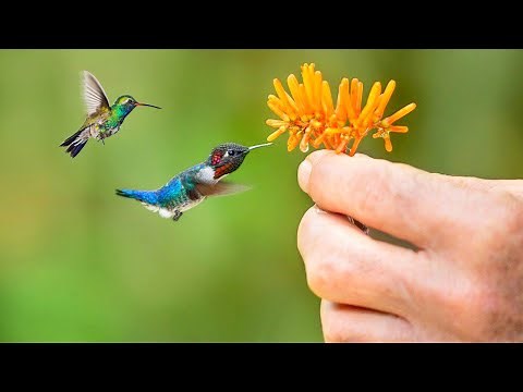 Top 10 Smallest Birds in the World | The Smallest Bird you have ever seen | Bee Hummingbird