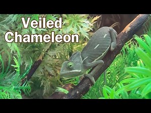 Veiled Chameleon at PetSmart #chameleon #petsmart
